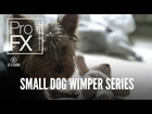 Small Dog Wimper Series | Animal sound effects | ProFX (CC BY, CC 0 and Free sound effects)