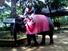 Travel Zoo Elephant at Taman Sari Bandung