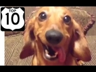 Top 10 Dog Vines of the Day February 2014  part 2  The funniest Vines of the funniest dogs