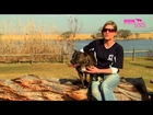 Dog rescue videos Diesel the Staffie smells for cheetah droppings   Part 2   Extraordinary Dogs