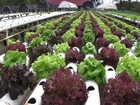 Hydroponic Farm Garden Vegetable Cultivation Crop Agricultural Technology stock footage