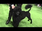 Barketology: The $1 million contest to predict the Westminster Dog Show