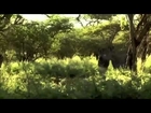 Black Mamba Snakes   Africas Most Dangerous Snake Full Nature Wildlife Documentary attack, bite