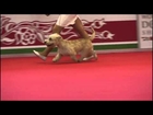 Dog rescue videos World Dog Show New   Group III Judging