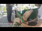 Pits in the Park 2014 with Lucky Dog Animal Rescue