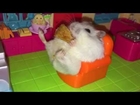 Like a Boss! Hamster relaxes on a sofa, happily munching on an apple pie!