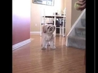 Lhasa Apso Small Dog Fetching Ball Indoors Agility Training