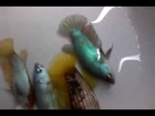 male betta fish