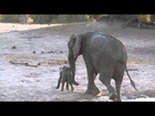 This adorable baby elephant didn't want to finish bath time.