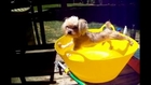 Dogs just don't want to bath - Funny dog bathing compilation