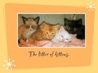 Grumpy Cat as a Kitten (Slideshow)