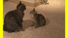 Cat vs Kitten!