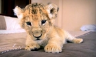South African Woman Raises Cute Lion Cub