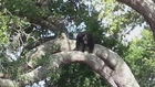 Florida black bear spotted in streets, yards, trees in Holly Hill