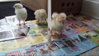 Best Baby Video Funny - Baby Chicks Drink Water and Doze off after a Meal