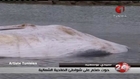 Tunisie - Une baleine de 10 mètres repêchée par les marins à Sidi Bou Said