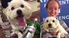 Dog Treated With Vodka for Poisoning