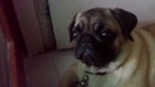 Pug Reacts To Revving Engine
