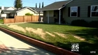 Vandals Poisoning Lawns in San Jose Neighborhood