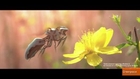 Greenpeace Pictures A Bee-Free Future Where Robots Control Agriculture