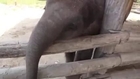 Animal attack Baby Elephant Tries To Wake Sleeping Dog Top ten10@attack