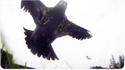 Bald Eagle Steals GoPro | Bird Selfie