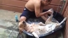 Un golden retriever prend son bain