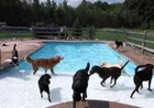 Lucky Dogs Have a Party in a Swimming Pool