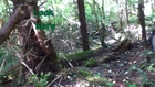 Strange Figure filmed in the Forest - Enhancement