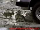 Dog super Funny video