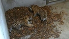 Crazy cute: Two tiger cubs surprised by autumn leaves