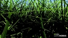 L'herbe Next Gen en vidéo