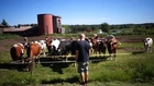 Animal Whisperer Calls Cows Over To Him