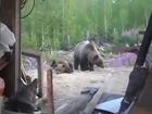 Don't bother baby bears because mom is near.... Dangerous!