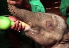 Baby Elephant 'Ndotto' Rescued After Wandering Away From Family