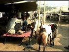 God's goats on Eid!!!!