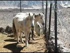 White stallions of the Himalaya, horse breeding farm, Leh