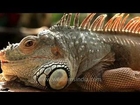 Green Iguana shows off its spikes