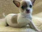 Chihuahua Puppy Loves To Play