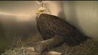 Bald Eagle wounded in Rankin County