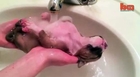 Cute Puppy Shower: Rescued Pup Enjoys Bath Time