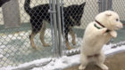 Meet Snowball, a rescue dog from a South Korean meat farm