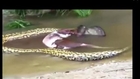 world s largest snake found eating animal