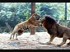 Tiger vs Lion, lion is the tigers punching bag part 1