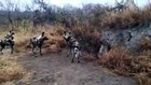 Animal Attack to Attack Hyena vs Wild Dogs Top ten10@attack to attack