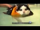 News Anchor Can't Stop Laughing at a Fat Cat Swimming