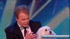 Really talking Dog in X factor