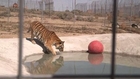 Rescued Tigers Experience Swimming for the First Time