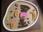 Animal Cell with Seeds & Nuts