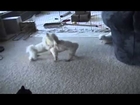 ♥♥ CUTE PUPPIES!!  8 Weeks Old  Puppies vs  Cat!